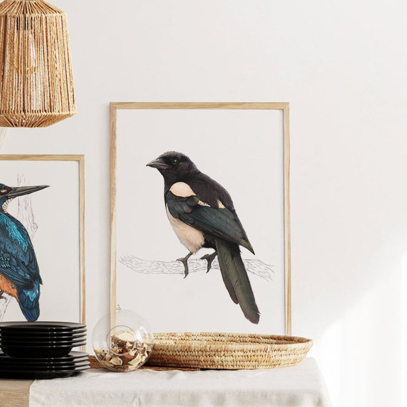 Eurasian Magpie Print 1