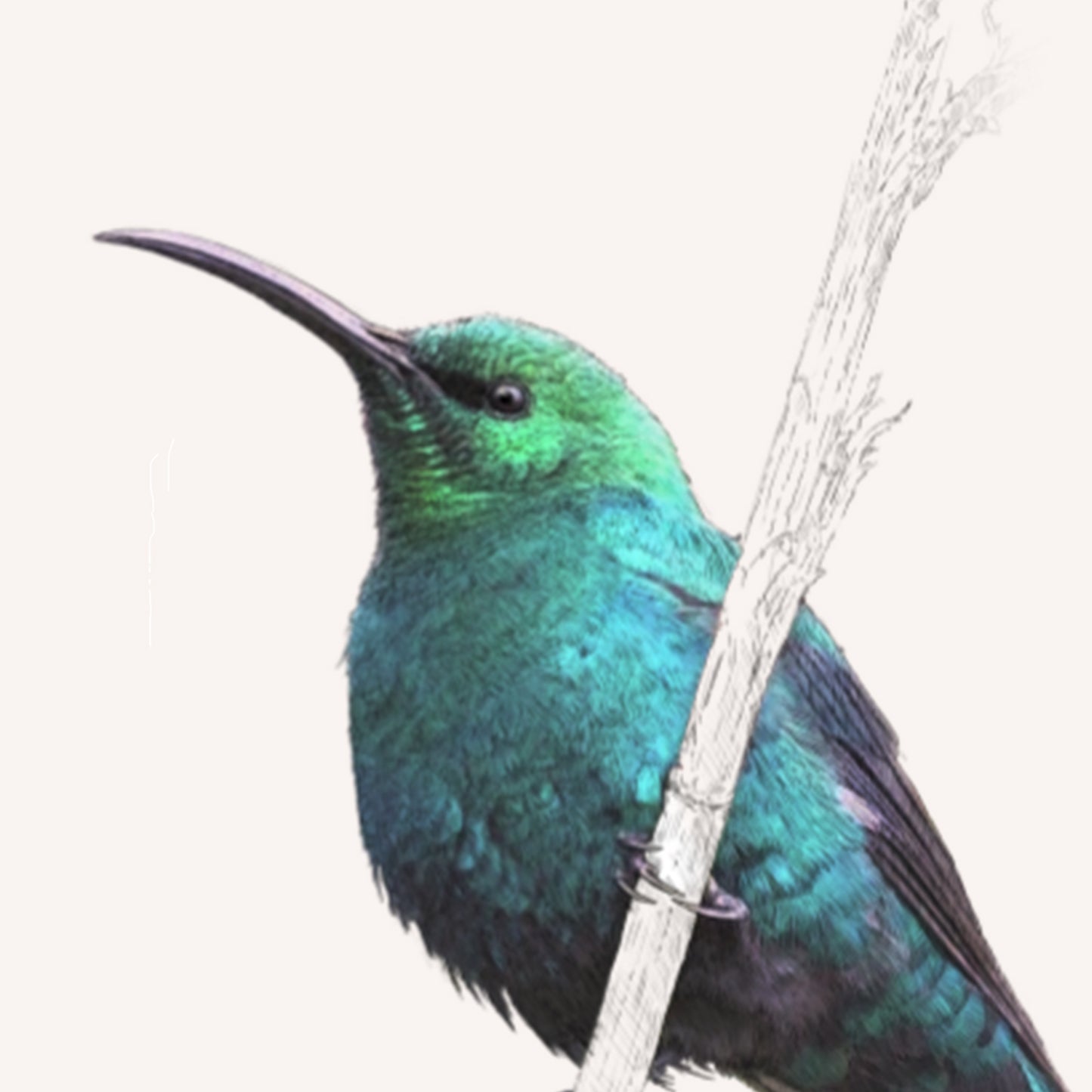 Malachite Sunbird