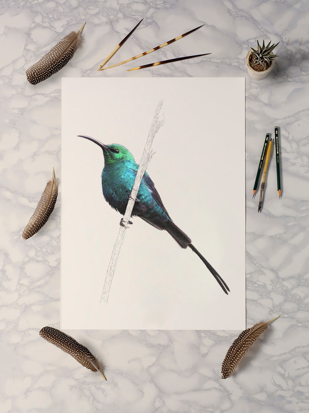 Malachite Sunbird