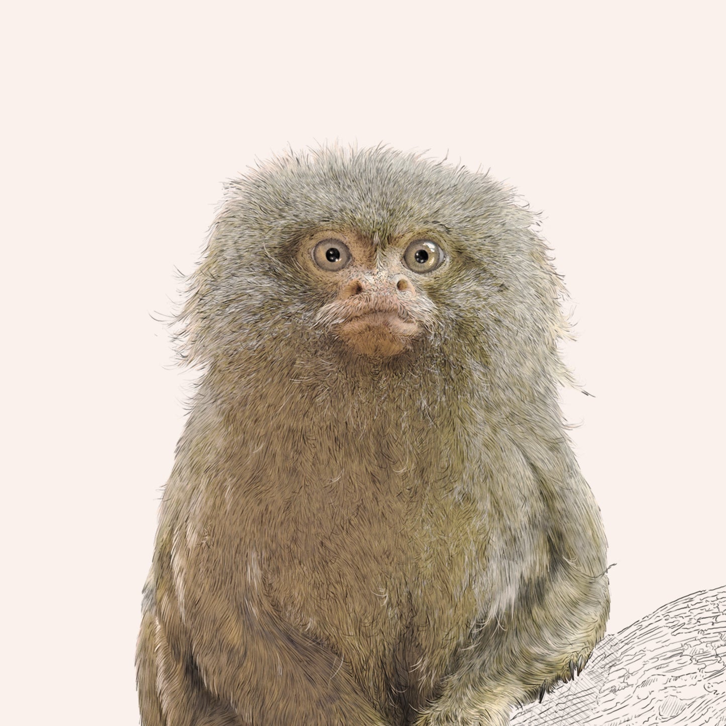 Pygmy Marmoset