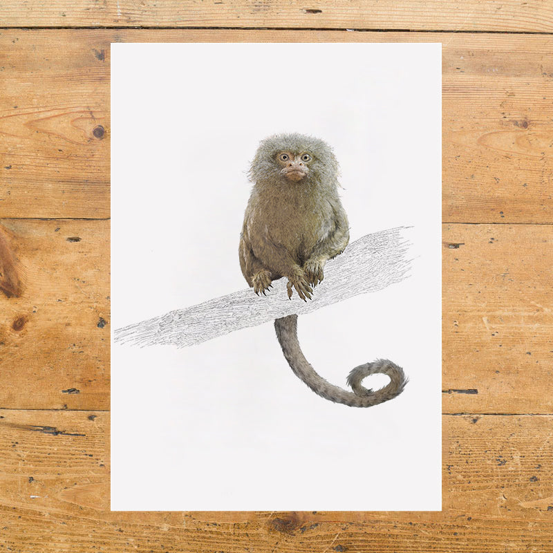 Pygmy Marmoset