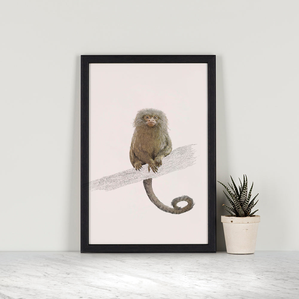 Pygmy Marmoset