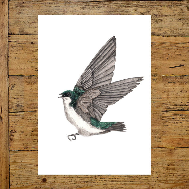 Green Tree Swallow - Reduced to Clear