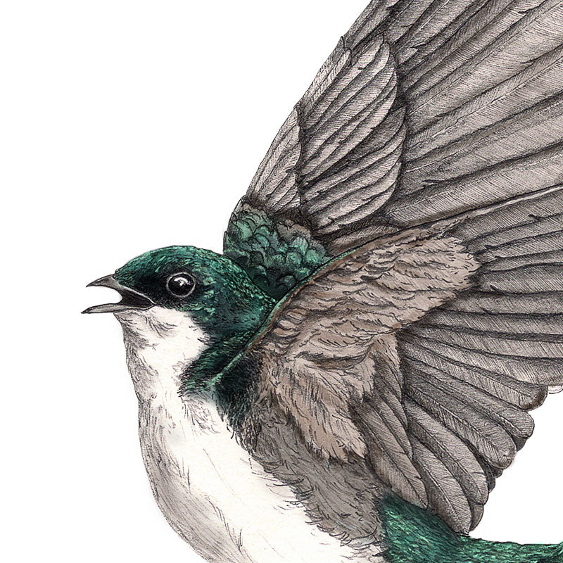 Green Tree Swallow - Reduced to Clear
