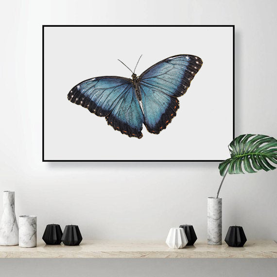 Blue Morpho