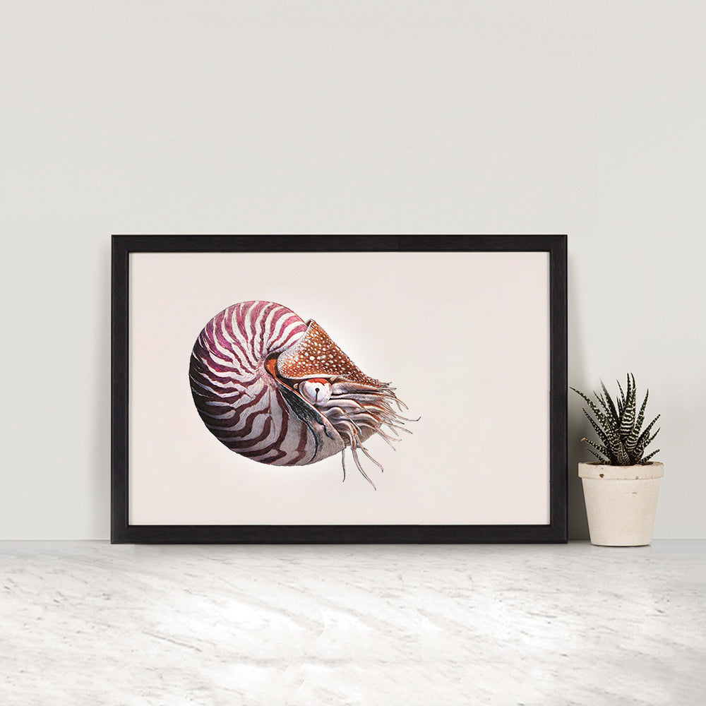 Chambered Nautilus