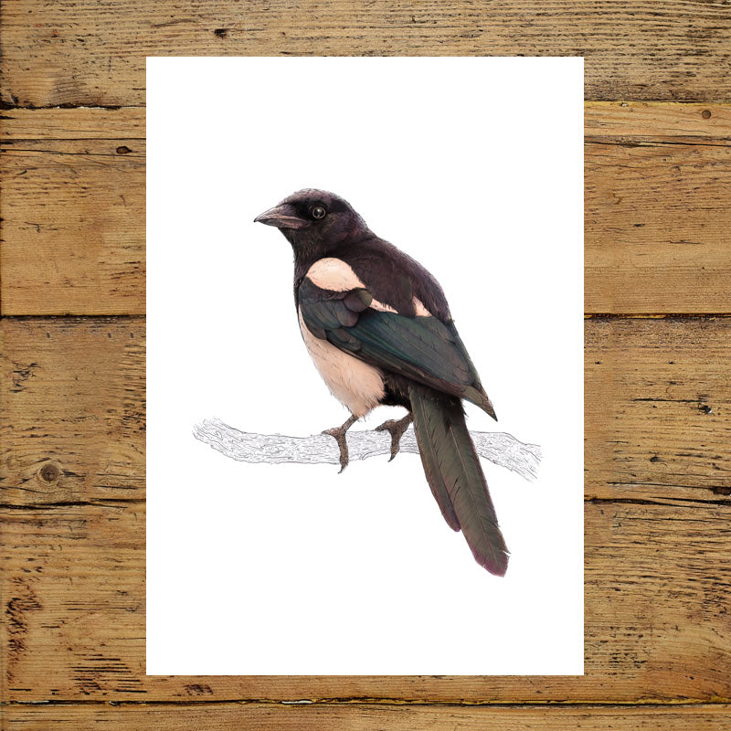 Eurasian Magpie Print 1