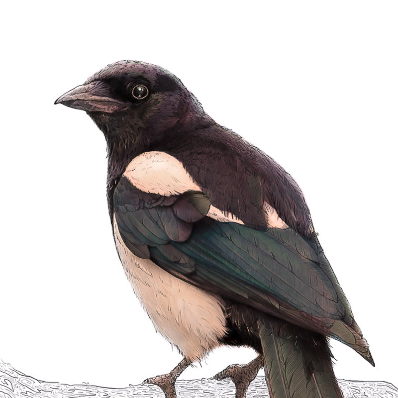 Eurasian Magpie Print 1