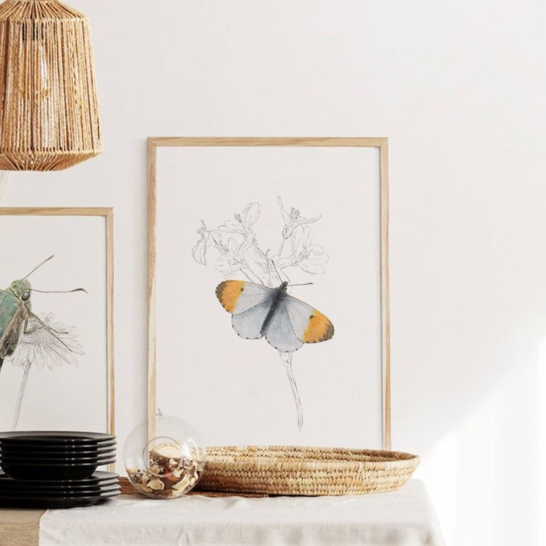 Orange Tip Butterfly