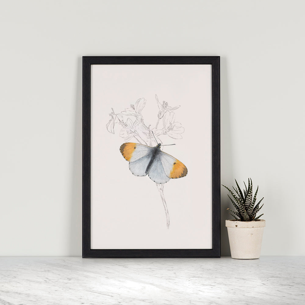 Orange Tip Butterfly