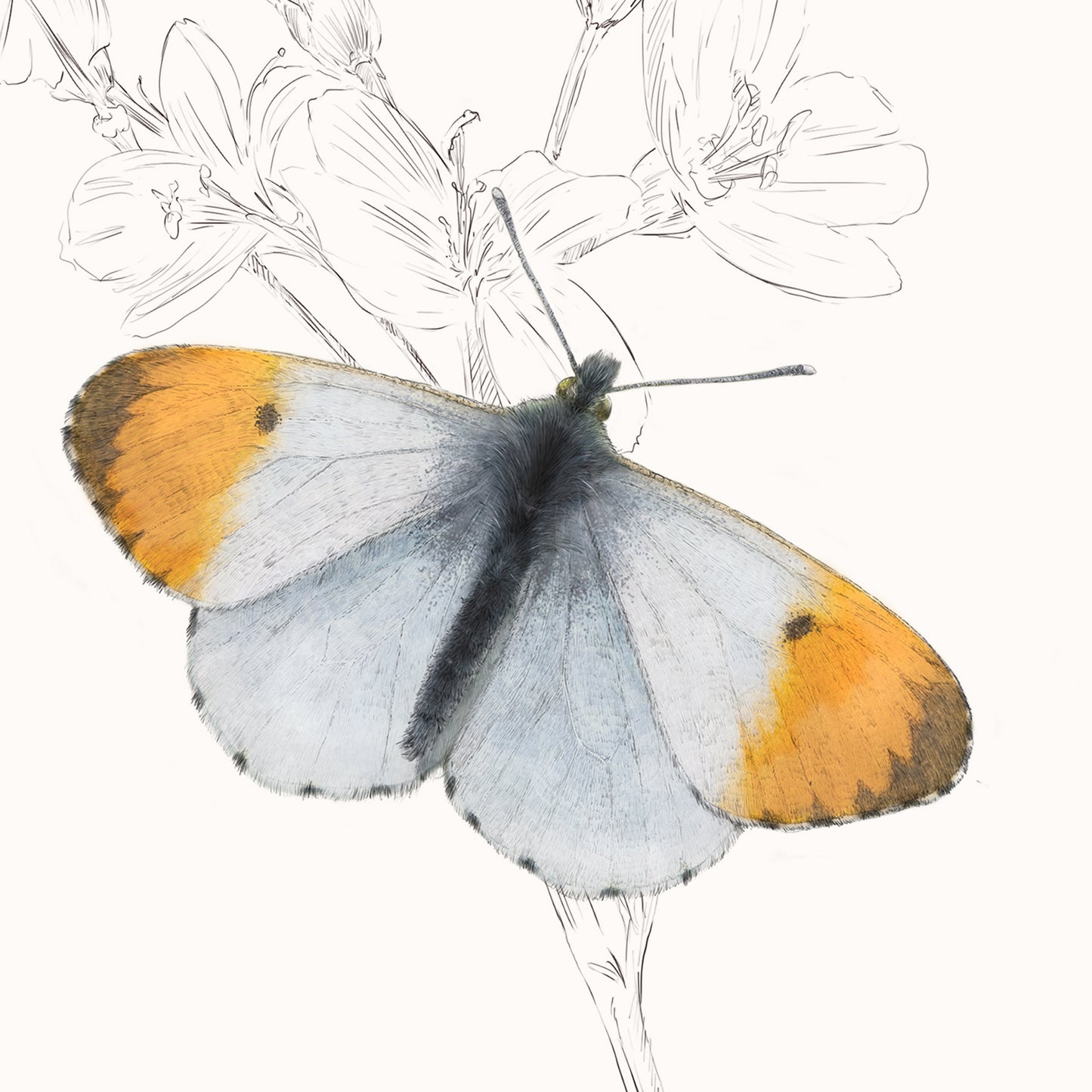 Orange Tip Butterfly