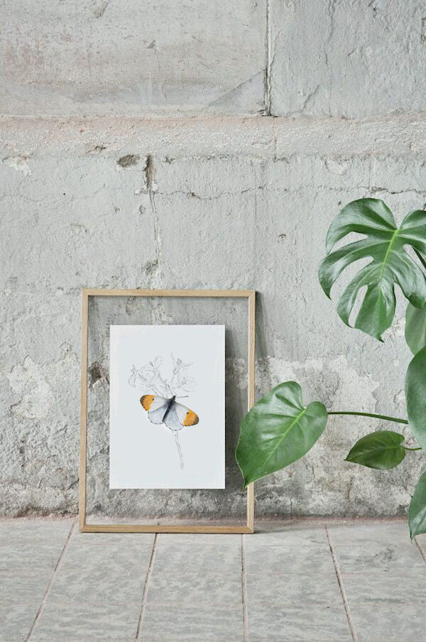 Orange Tip Butterfly