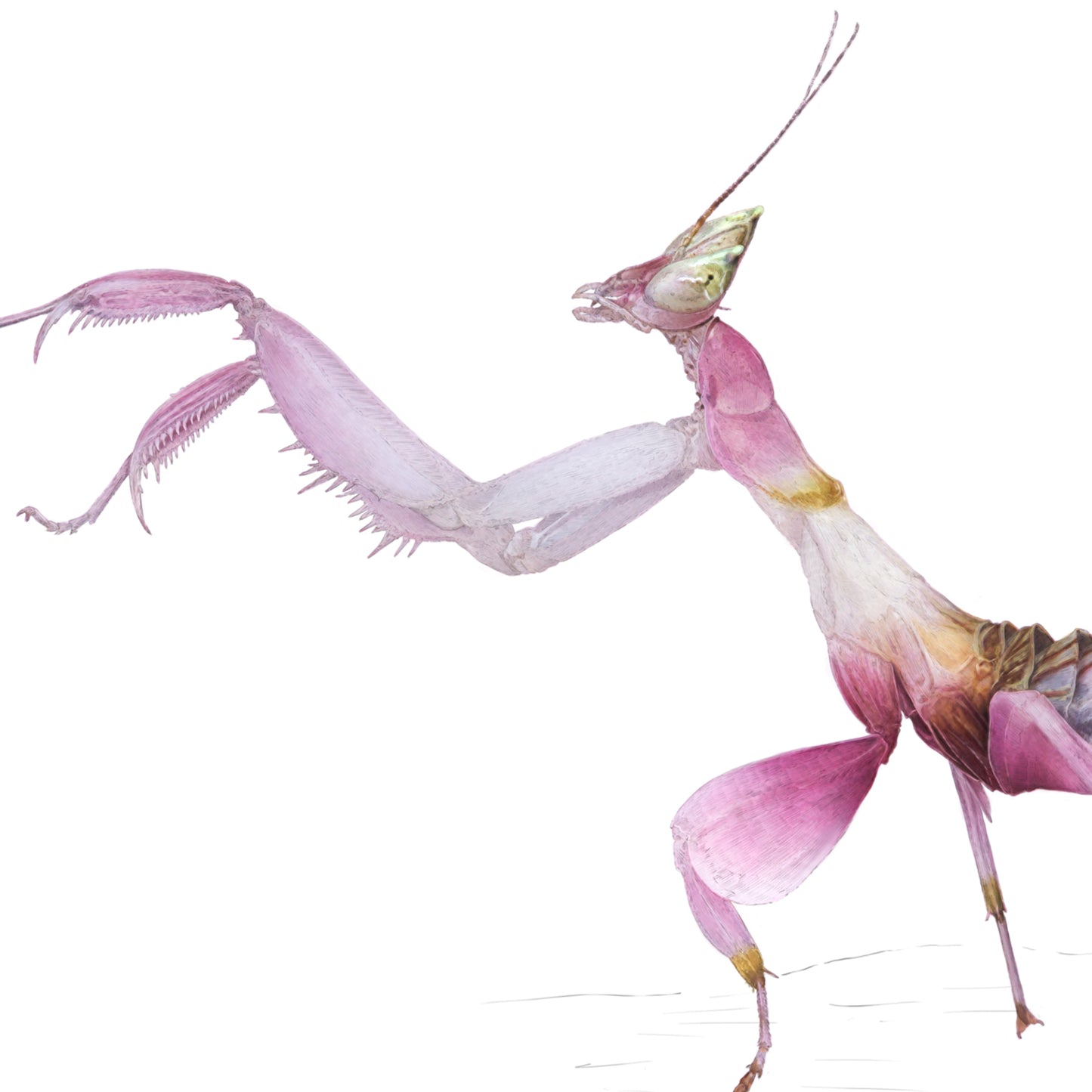 Orchid Mantis