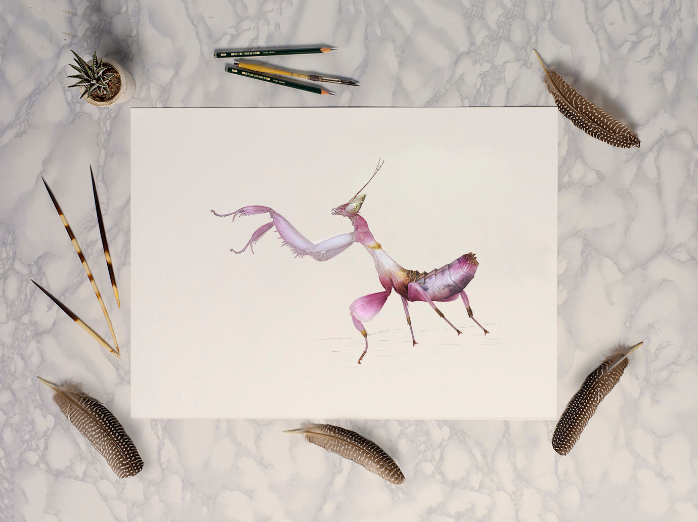 Orchid Mantis