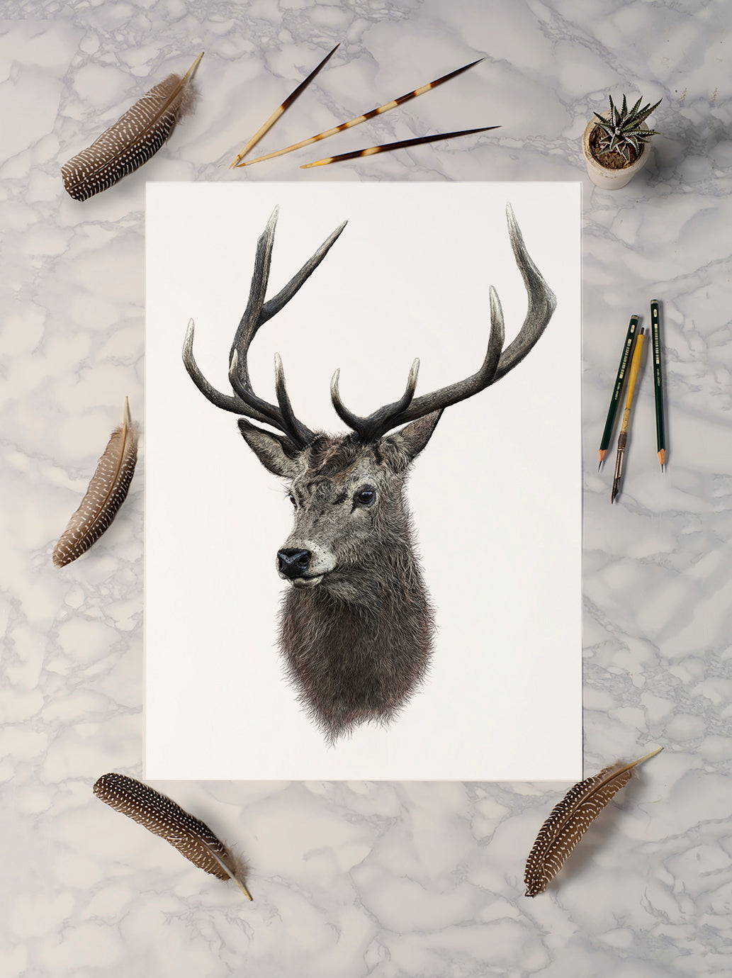 Red Deer Stag print - reduced to clear