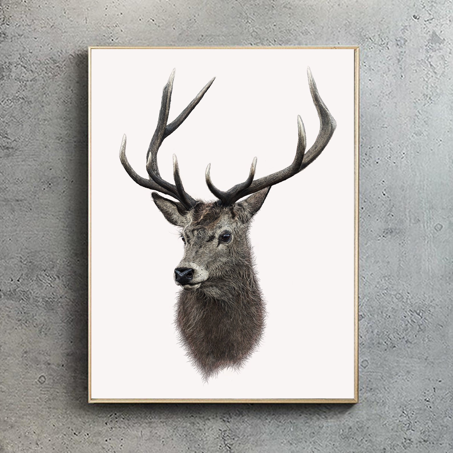 Red Deer Stag – Ben Rothery