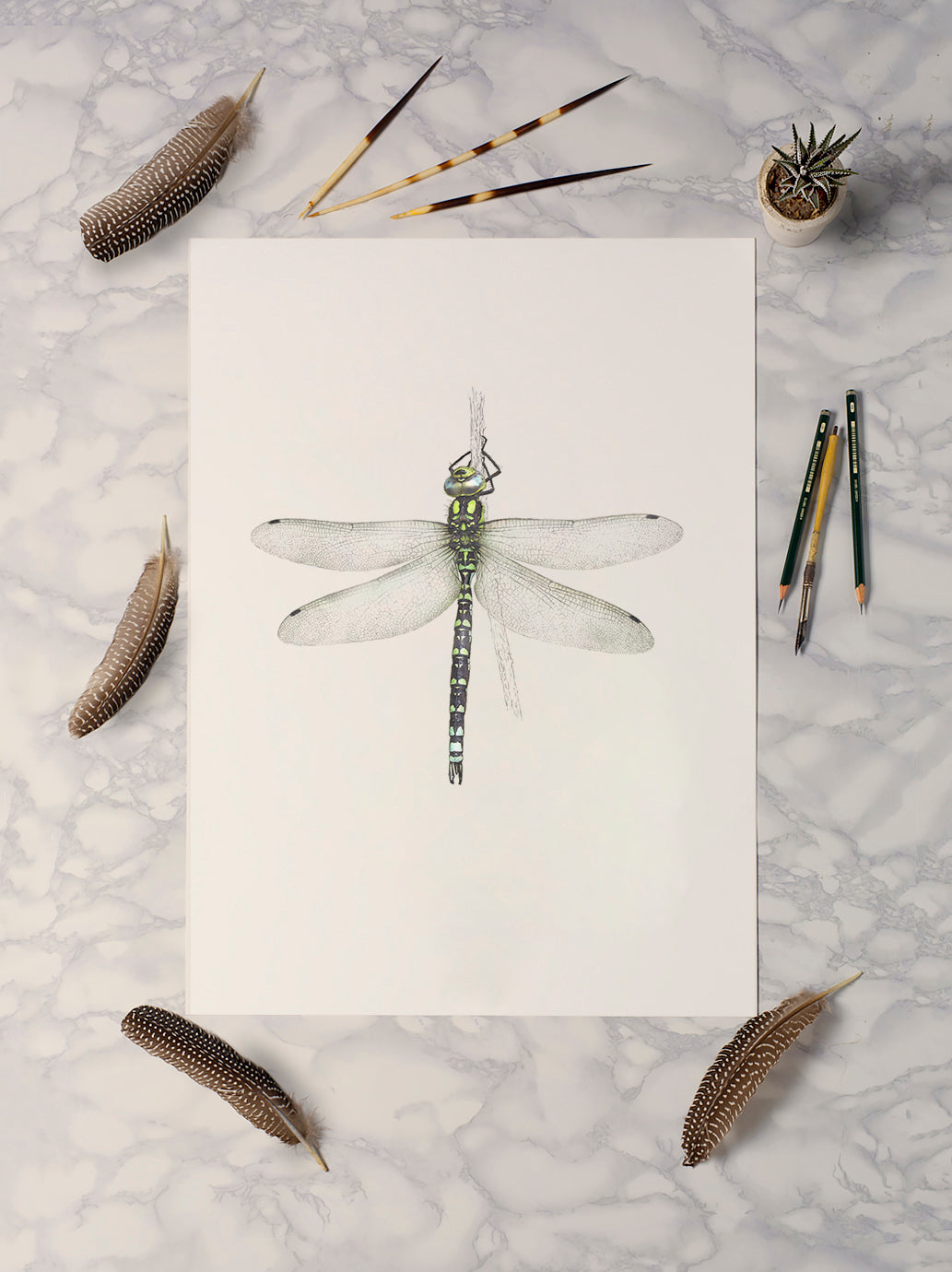 Southern Hawker Dragonfly