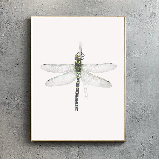 Southern Hawker Dragonfly