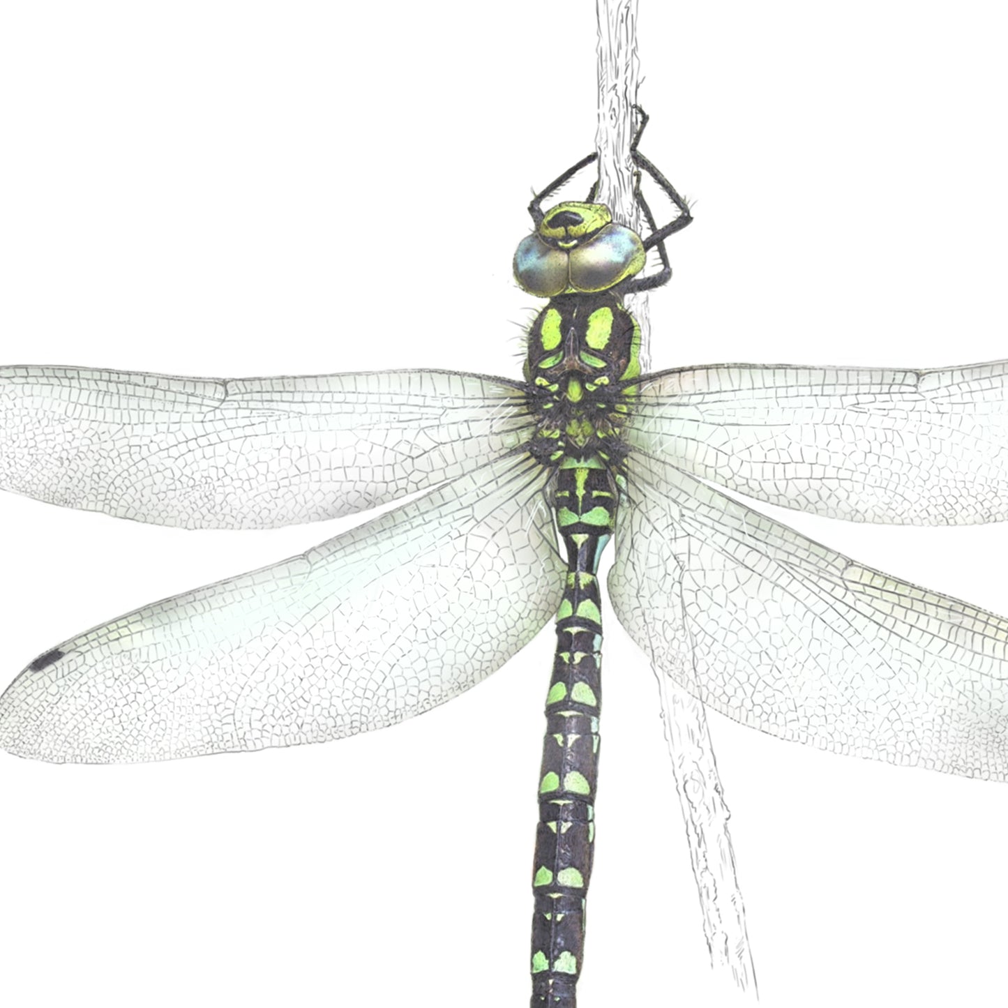 Southern Hawker Dragonfly