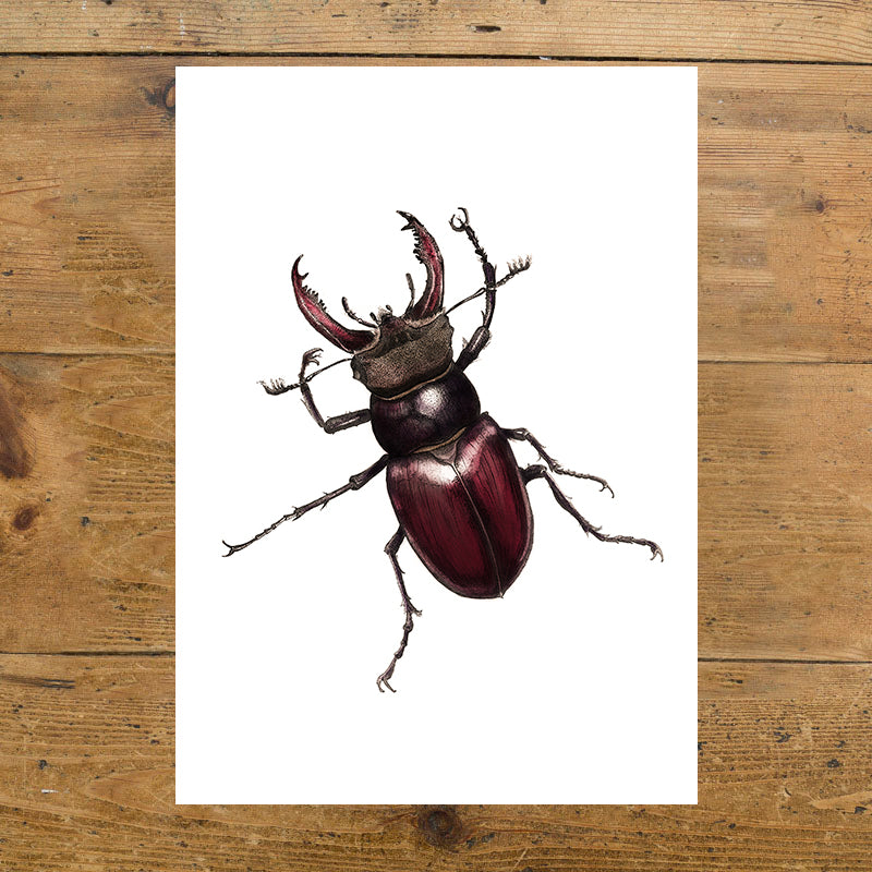 Stag Beetle
