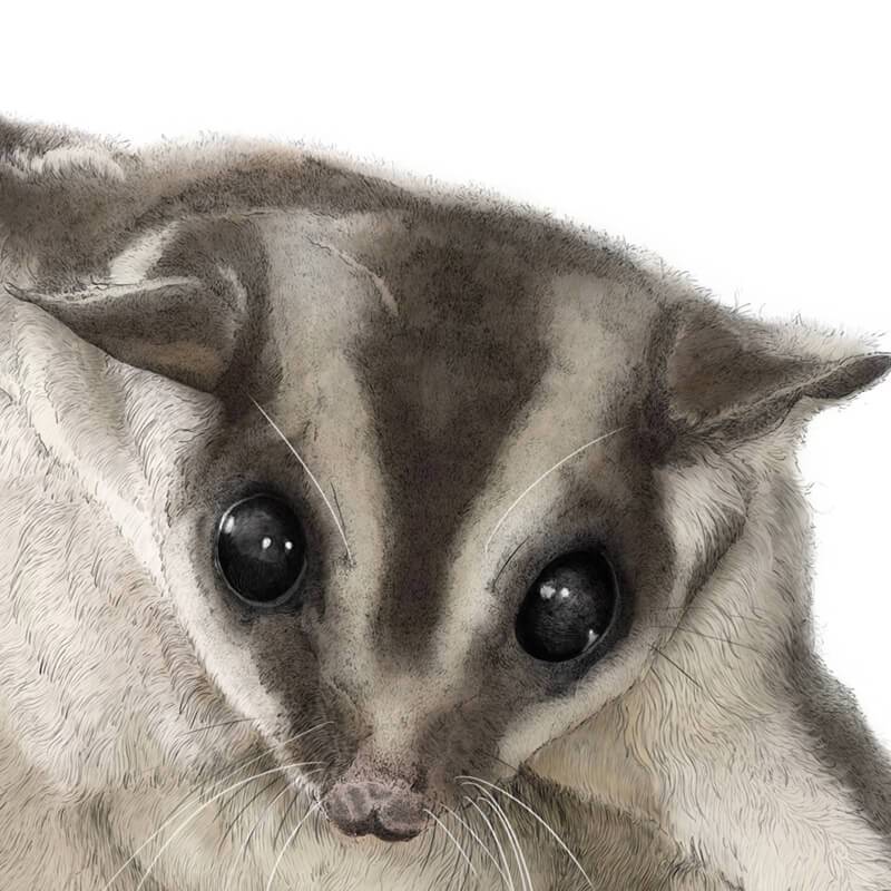 Sugar Glider