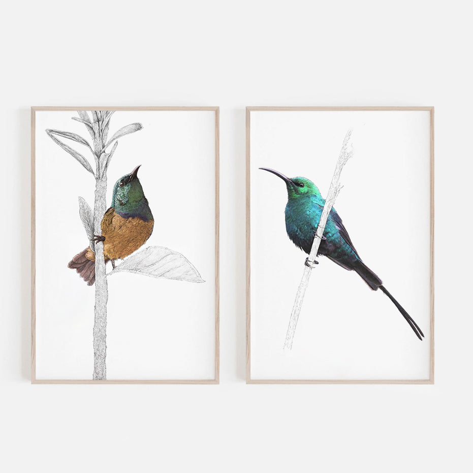 Malachite Sunbird