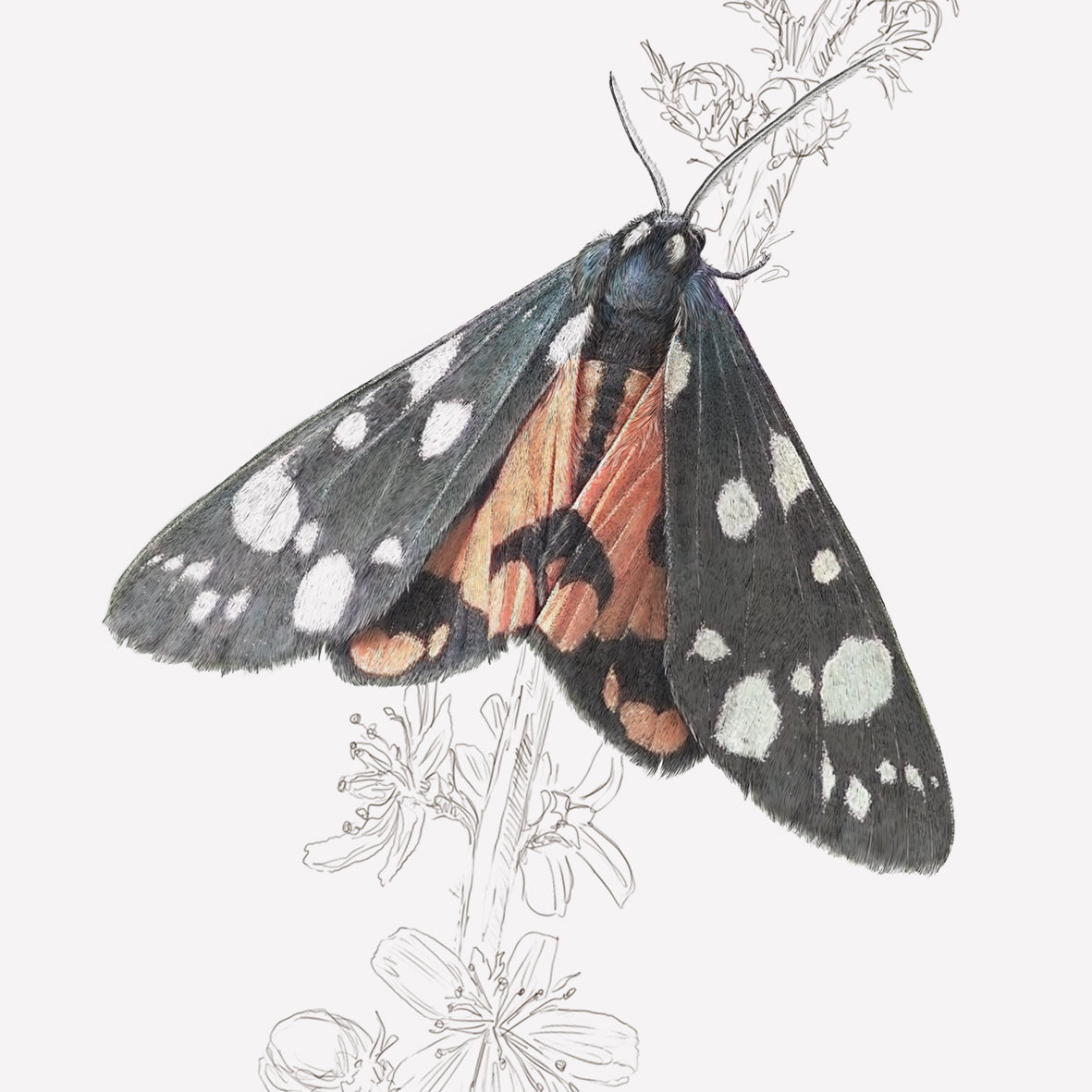 Scarlet Tiger Moth