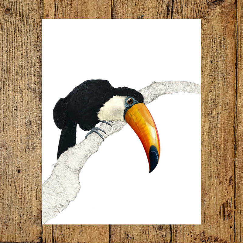 Toco Toucan Print V1 - Reduced to Clear