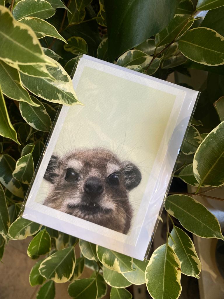 Rock Hyrax - Greeting Card