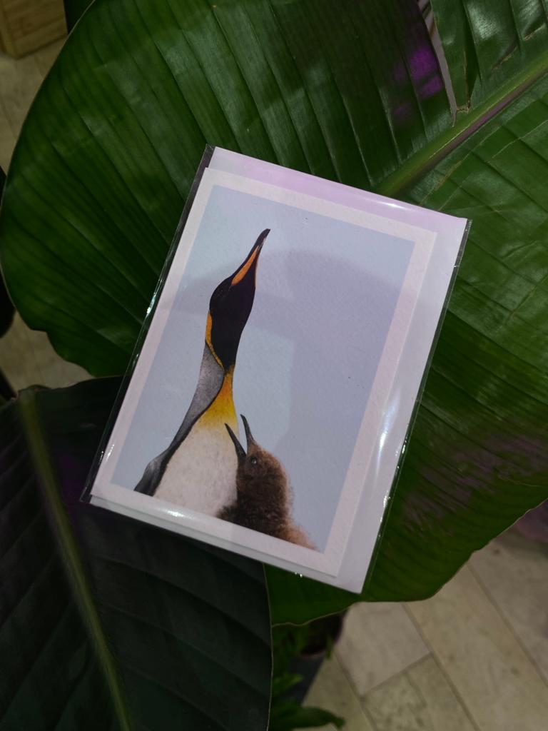 King Penguins - Greeting Card