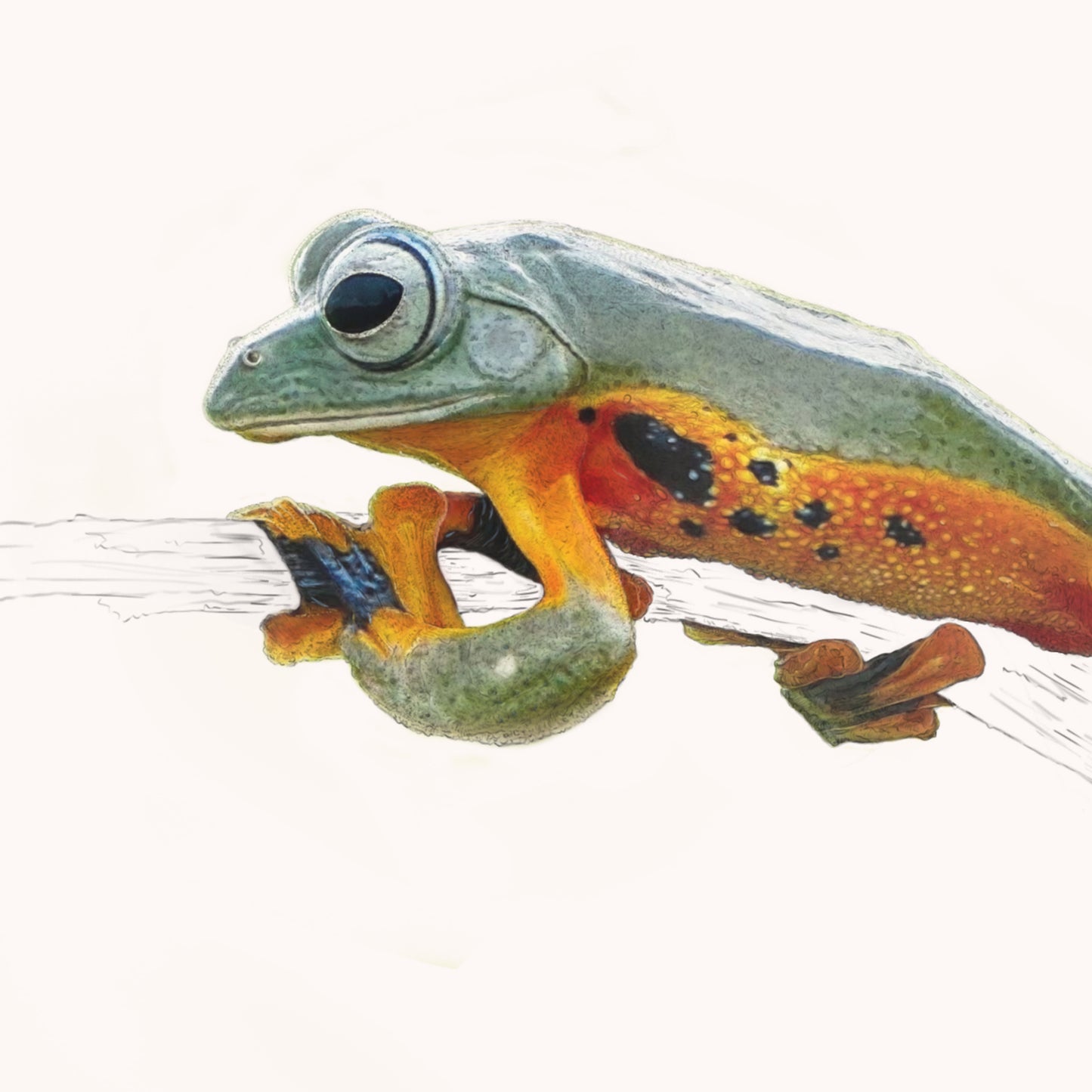 Wallace's Flying Frog