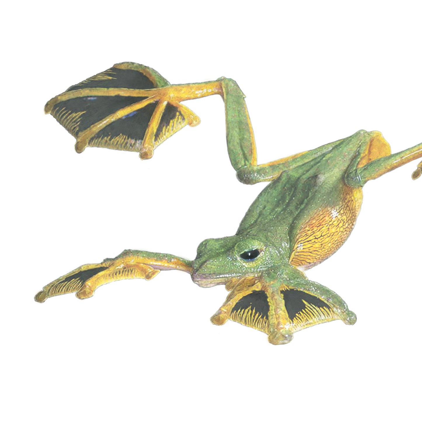 Wallace's Flying Frog (Flying) - Reduced to Clear