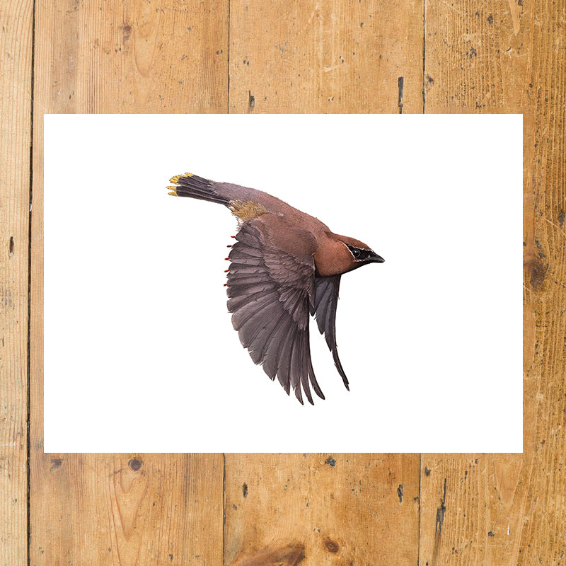 Cedar Waxwing - Landscape - Reduced to Clear