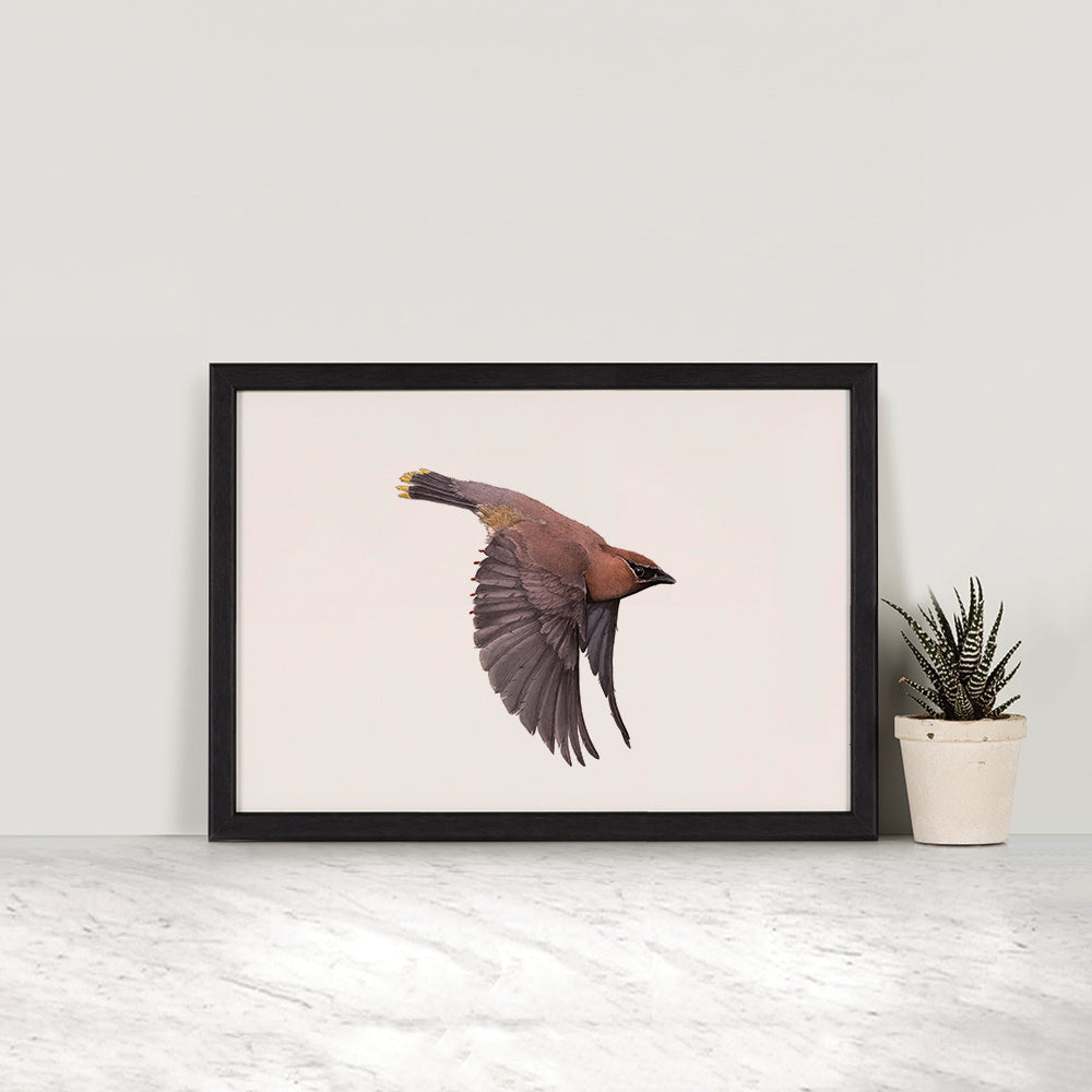 Cedar Waxwing - Landscape - Reduced to Clear