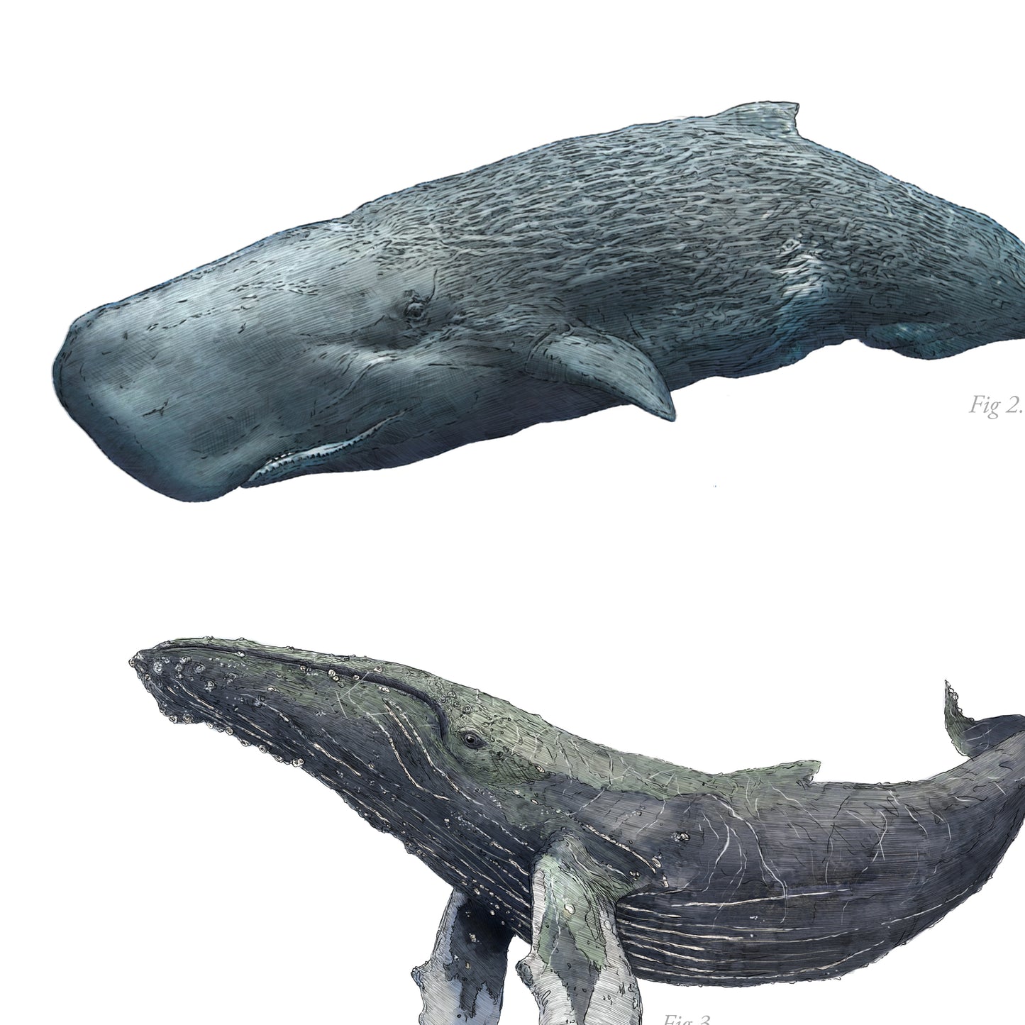 Whales print