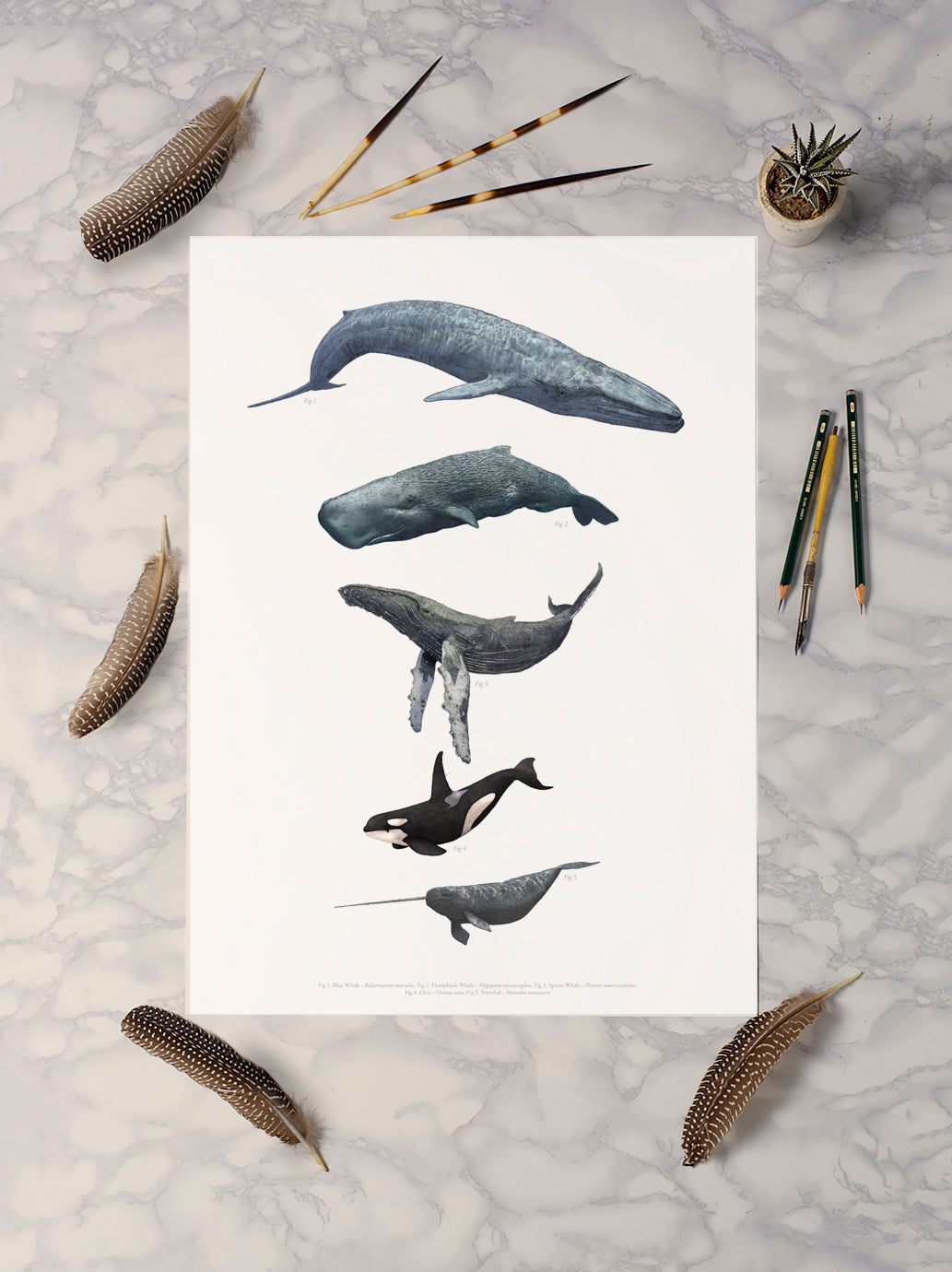 Whales print