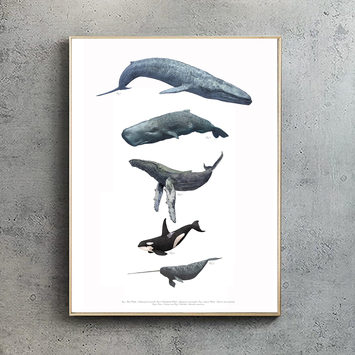 Whales print