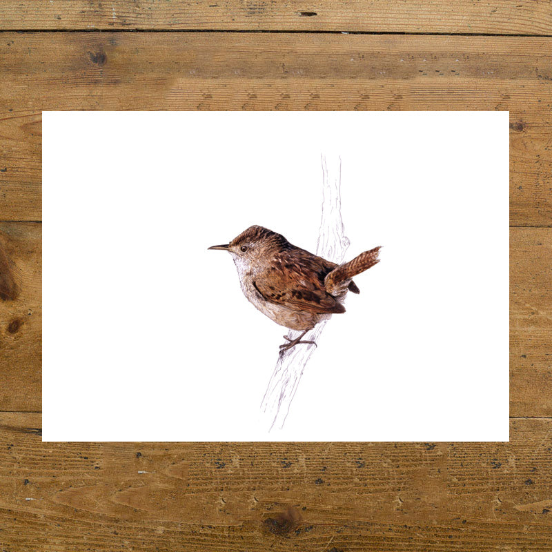 Wren