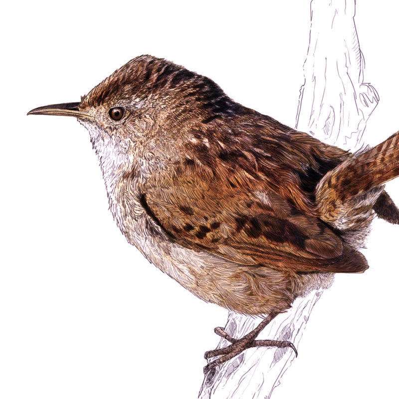 Wren