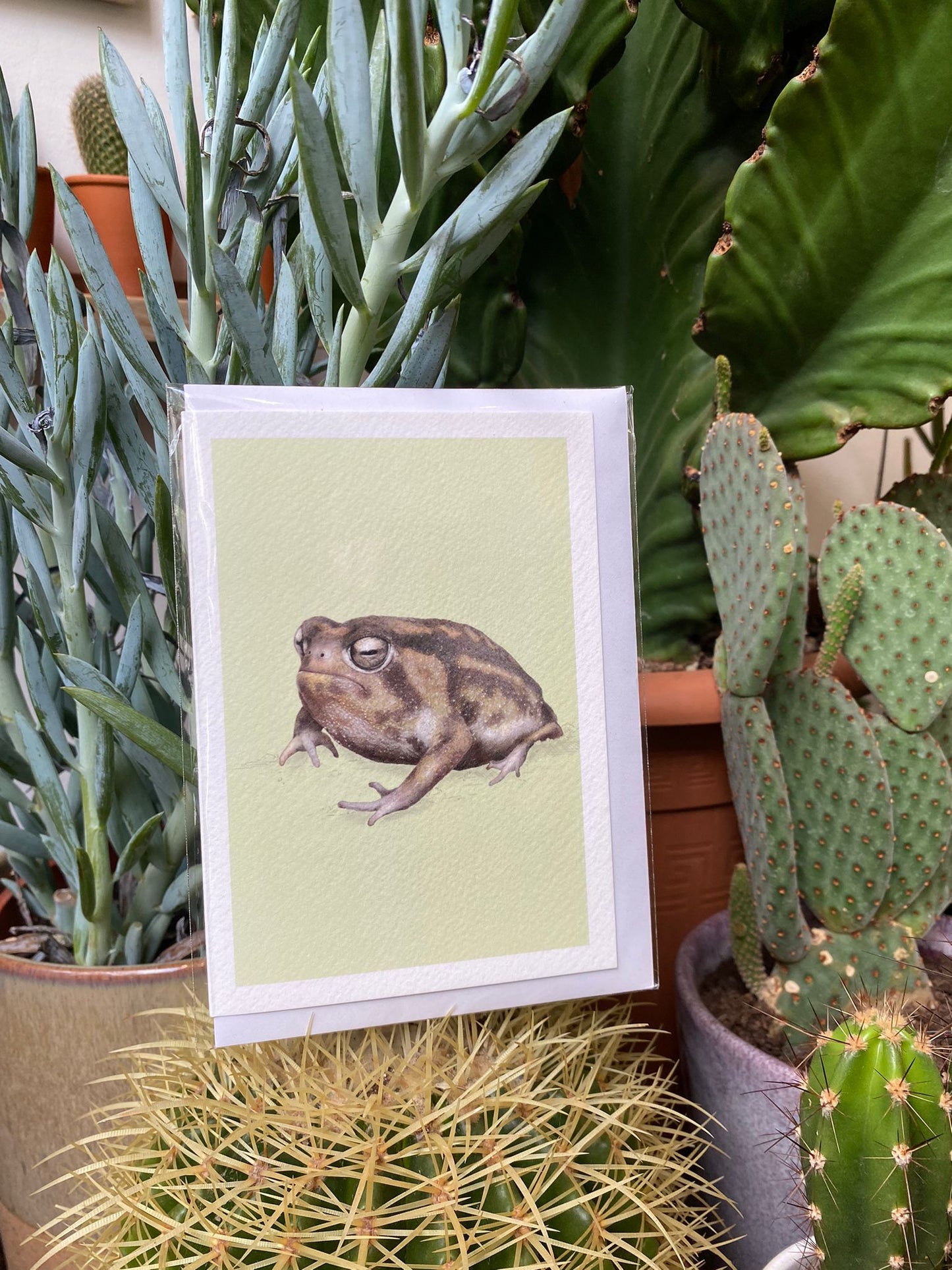 Namaqua Rainfrog - Greeting Card - Reduced to clear