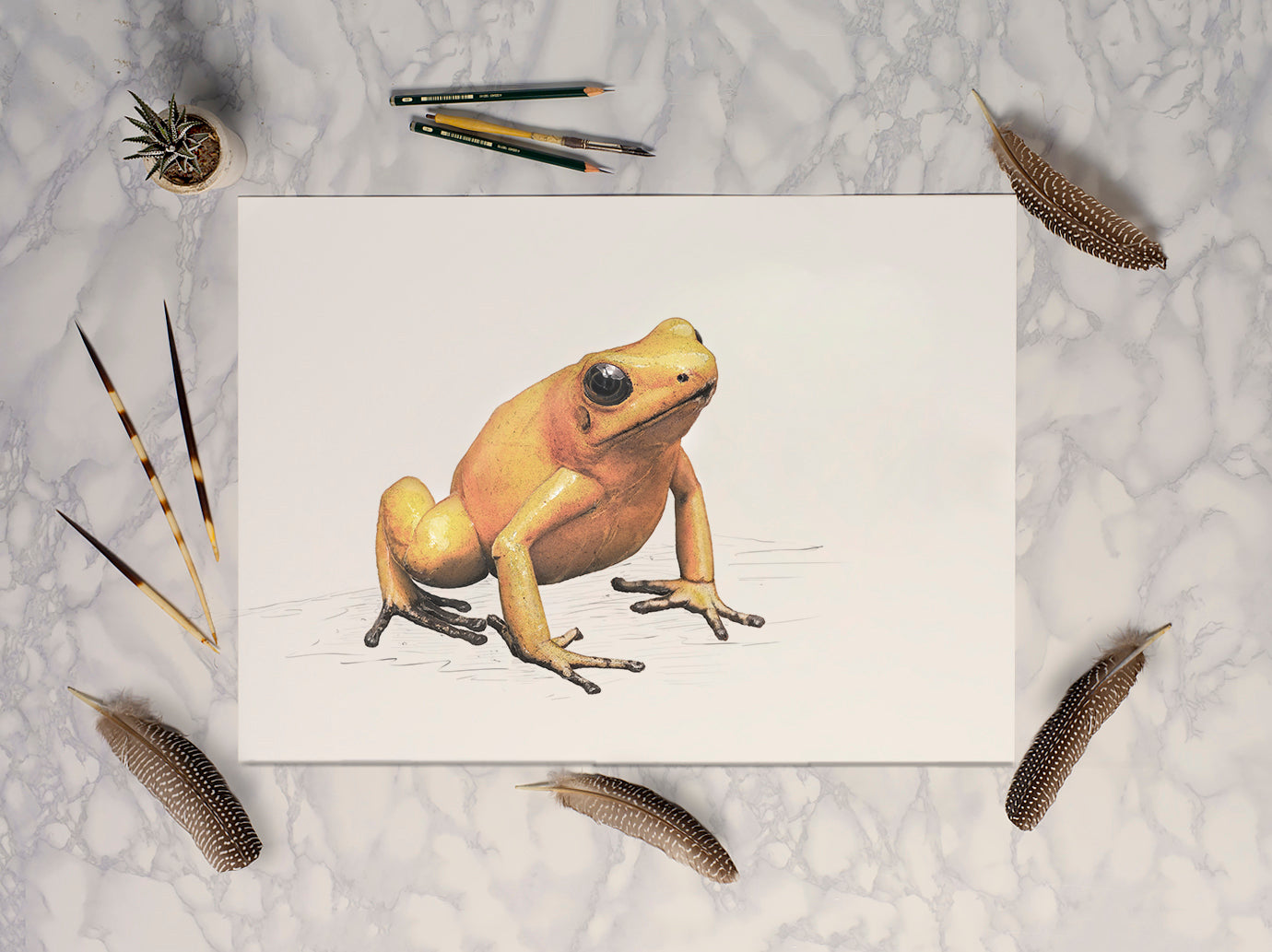 Golden Poison Frog - Reduced to clear