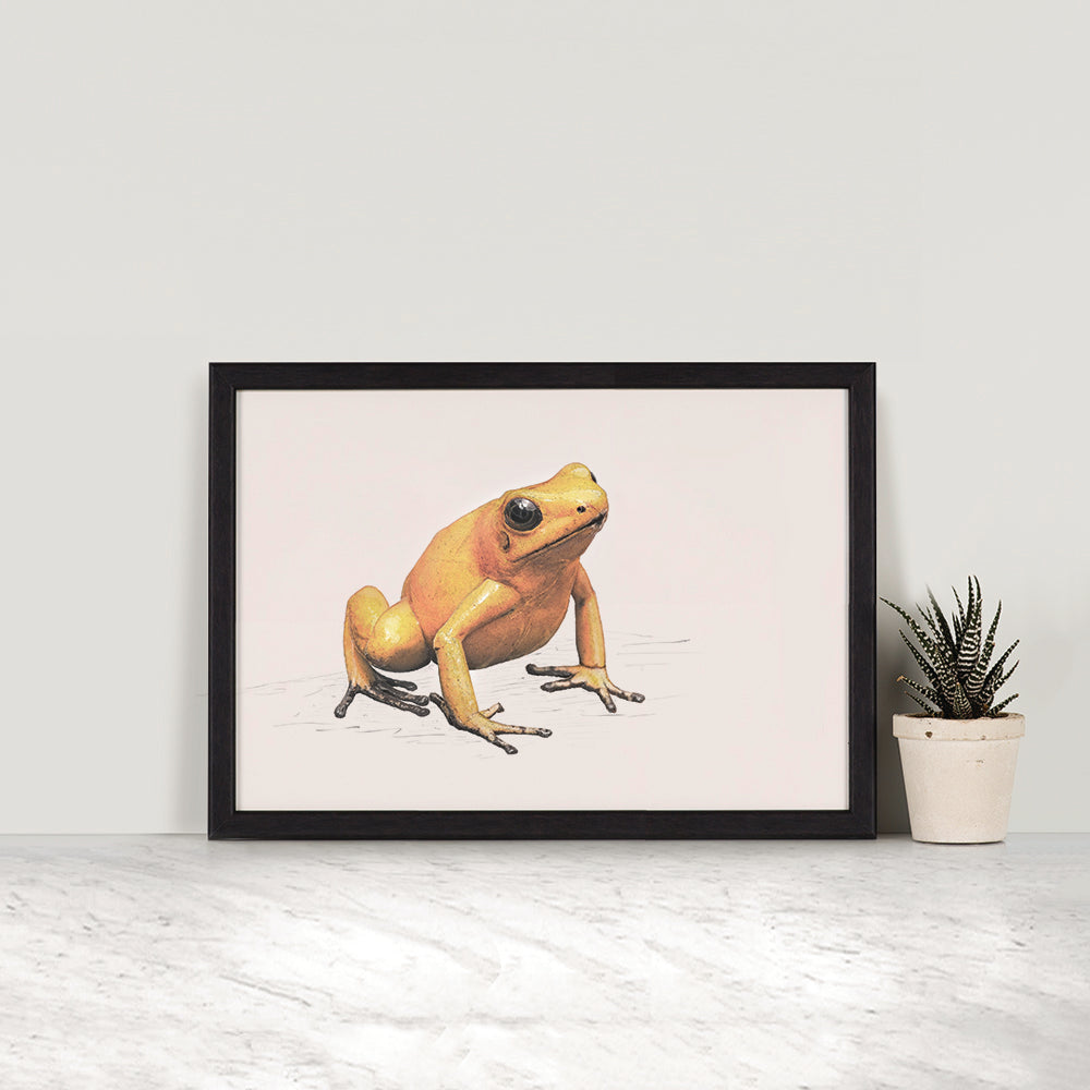 Golden Poison Frog - Reduced to clear