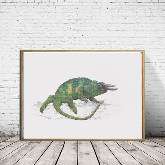 Jackson's Chameleon - Reduced to clear