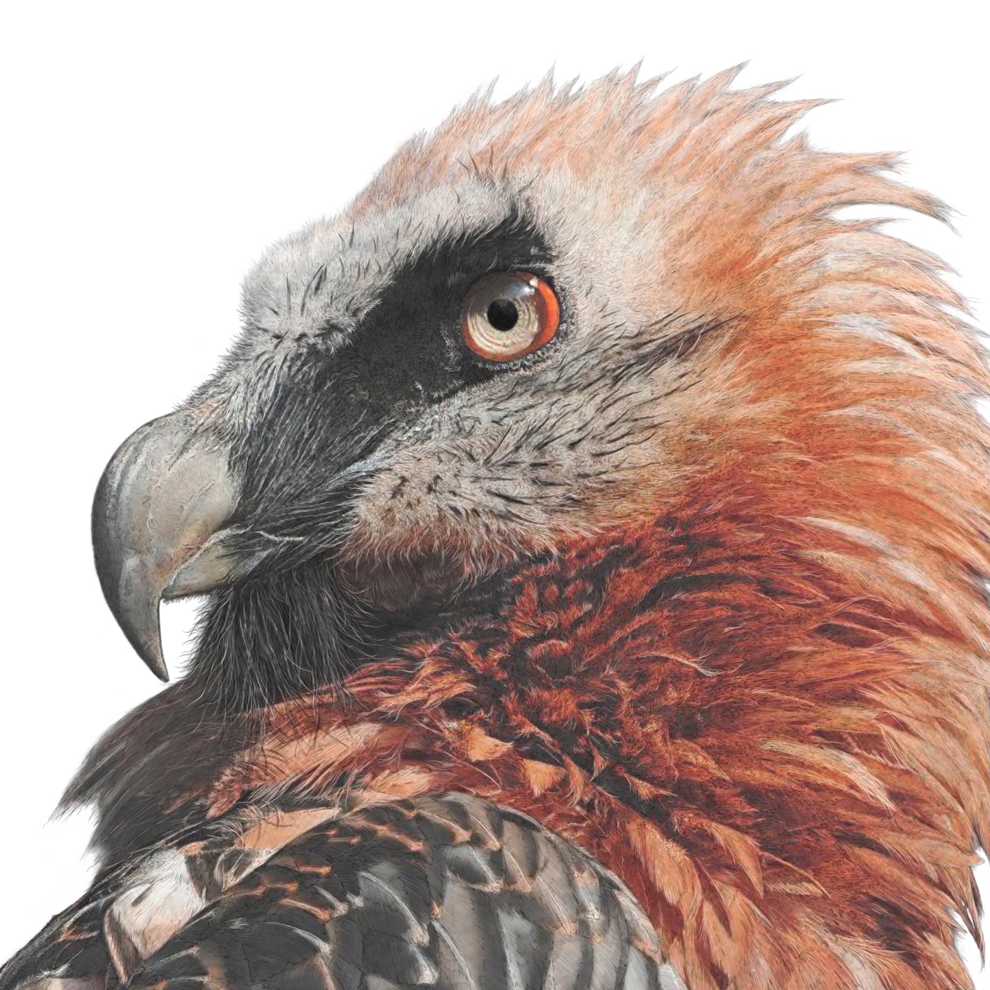 Bearded Vulture | Lammergeier| The Eater Of Bone | Art Print