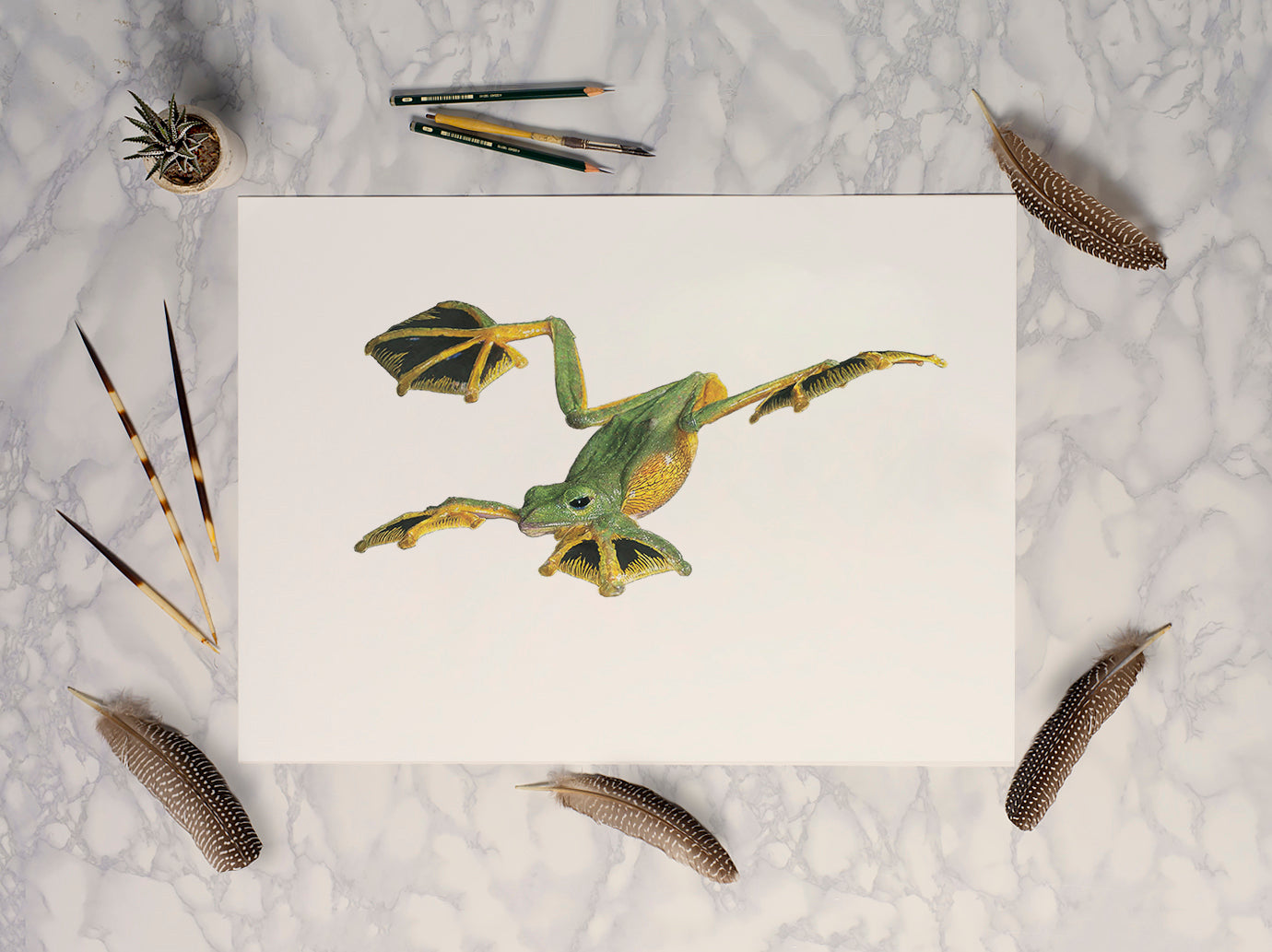 Wallace's Flying Frog (Flying) - Reduced to Clear