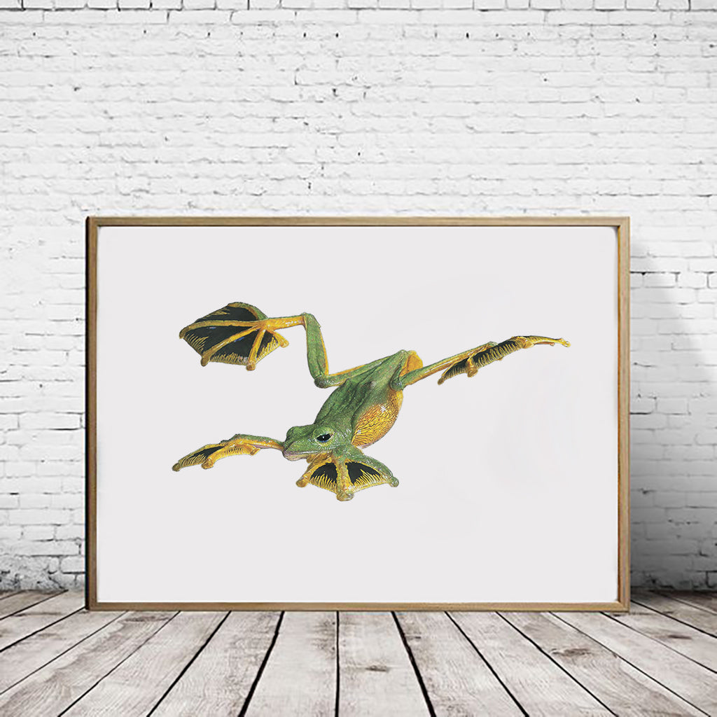 Wallace's Flying Frog (Flying) - Reduced to Clear