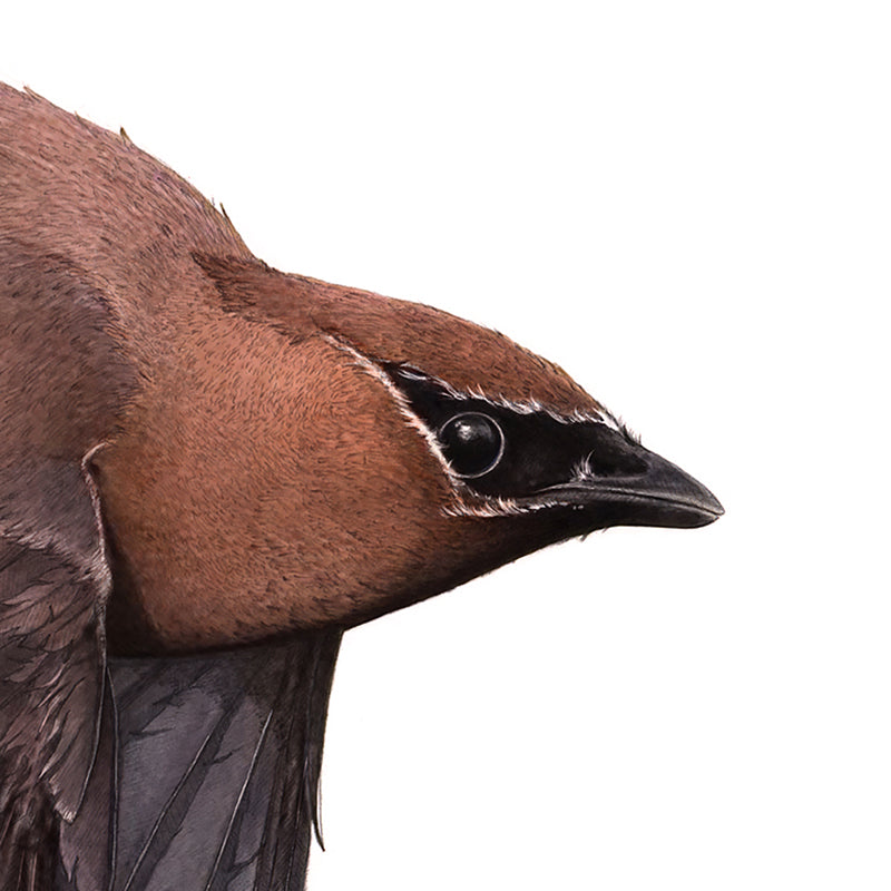 Cedar Waxwing - Landscape - Reduced to Clear