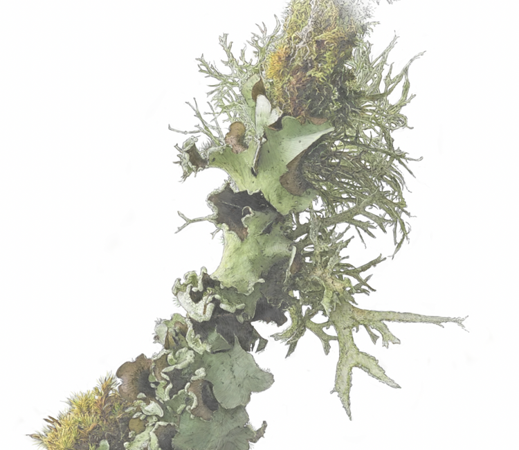 Botanical Illustration