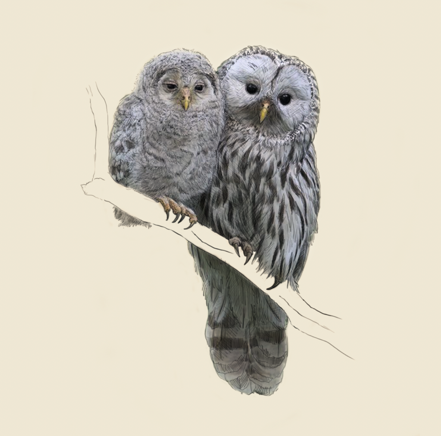 Barred Owl & Owlet, Mothers Day Card