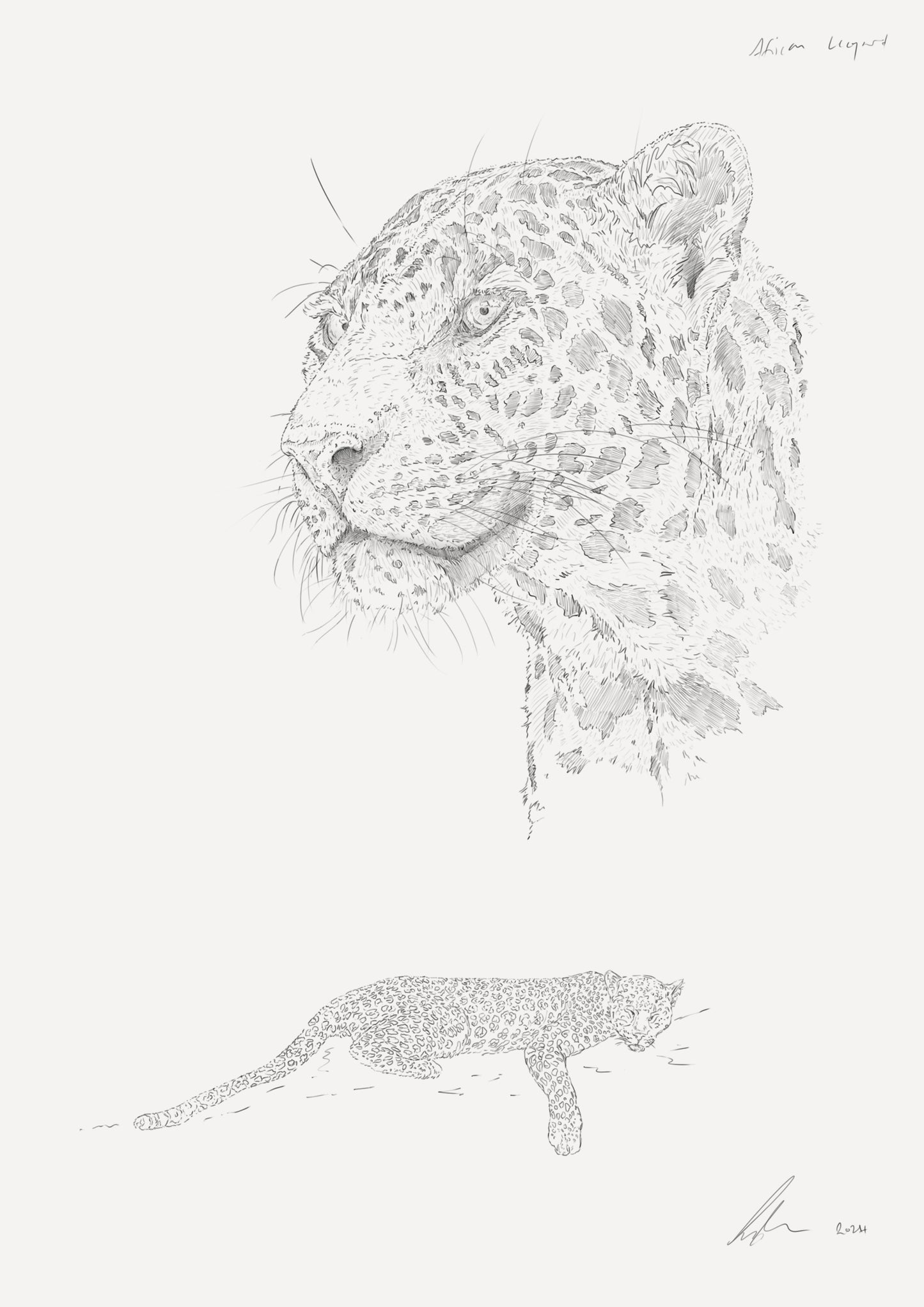 African Leopard Sketch I